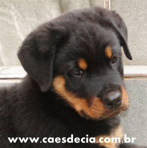 Canil Rottweiler