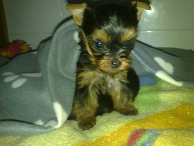 Lindo cachorrinho yorkshire terrier