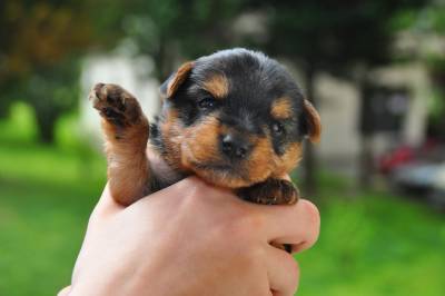 Yorkshire Terrier miniatura raa pura LOP