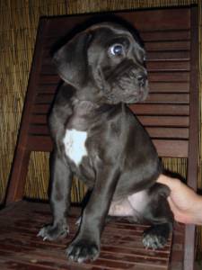 Cane Corso