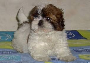 Shih tzu machos e fmeas