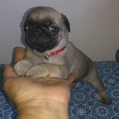 Pug machos e fmeas