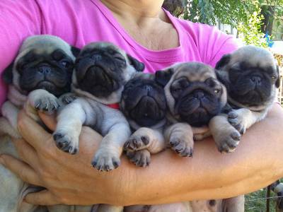 Pug machos e fmeas