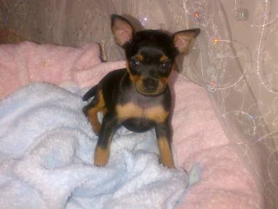 Ninhada de Pinscher Vrios Tamanhos