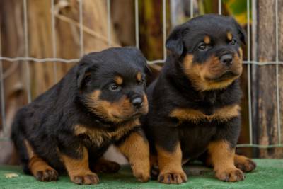 Rottweiler - Linda ninhada - Pai importado