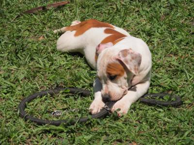 Filhote de American Staffordshire Terrier