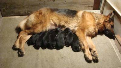 Cachorros Pastor Alemo