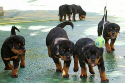 Rottweiler - Linda ninhada - Pai importado