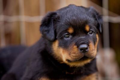 Rottweiler - Ninhada Altamente Selecionada