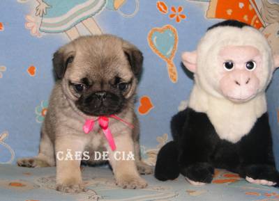 Canil Pug