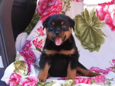 Rottweiler filhotes Porto Alegre RS