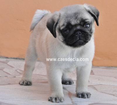 Pug filhotes RS