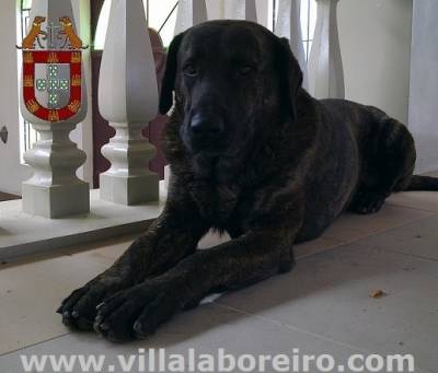 C�o Castro Laboreiro - Pura Ra�a Portuguesa 