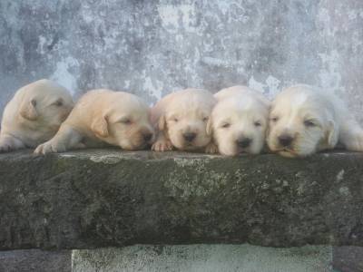 Ninhada de Cachorros de Barbados da Terceira