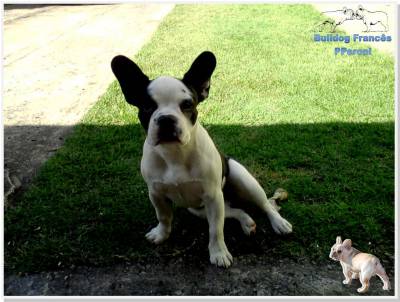 Filhotes de Bulldog Francês