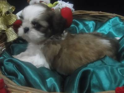 UM LINDO PRESENTE DE NATAL VENHA CONHEER