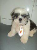 MACHINHOS SHIHTZU PENTREGA ZLESTE