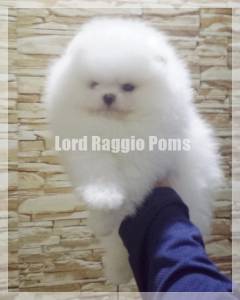 Lulu da Pomerania