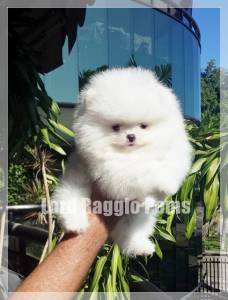 Lulu da Pomerania