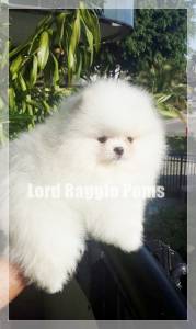 Lulu da Pomerania