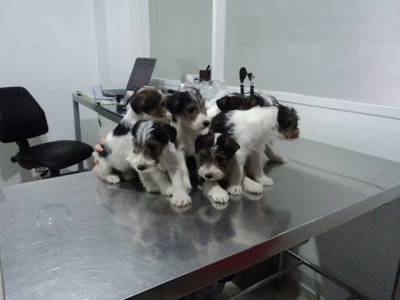 Fox Terrier com LOP - Entrega imediata