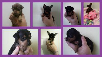 PINSCHER MINIATURA-FILHOTINHOS PINSCHER MINIATURA-FILHOTINHOS