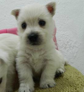 FILHOTES DE WESTIES