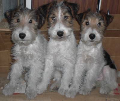 Cachorrinhos Fox Terrier - LOP