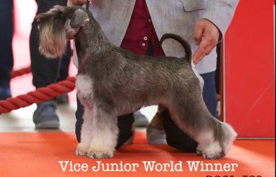 Schnauzer