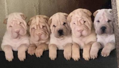 Shar Pei Cachorros Filhos de Campees