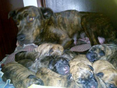 Cachorros