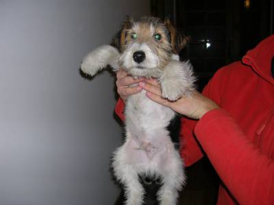 Cachorros fox terrier com Lop - entrega imediata