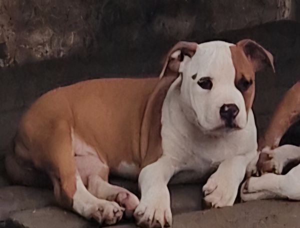 AMERICAN STAFFORDSHIRE TERRIER