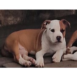 American Staffordshire Terrier AMERICAN STAFFORDSHIRE TERRIER