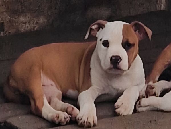 AMERICAN STAFFORDSHIRE TERRIER