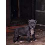 American Staffordshire Terrier AMERICAN STAFFORDSHIRE TERRIER