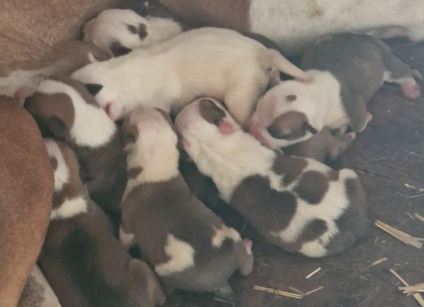AMERICAN STAFFORDSHIRE TERRIER AMERICAN STAFFORDSHIRE TERRIER