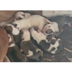 American Staffordshire Terrier AMERICAN STAFFORDSHIRE TERRIER