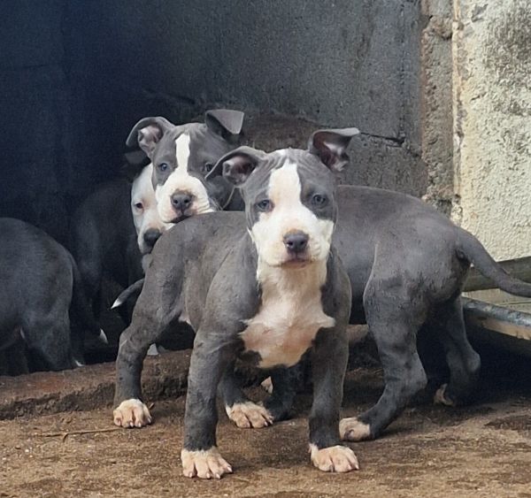 AMERICAN STAFFORDSHIRE TERRIER