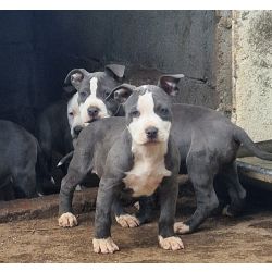 American Staffordshire Terrier AMERICAN STAFFORDSHIRE TERRIER Portalegre Nisa