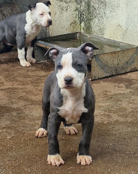 AMERICAN STAFFORDSHIRE TERRIER