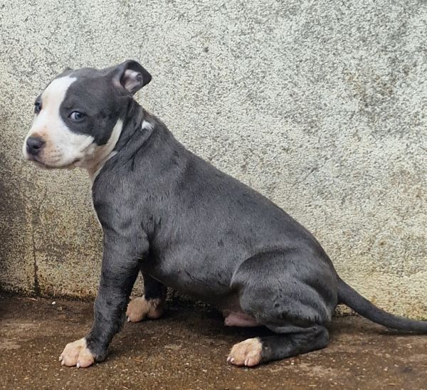 AMERICAN STAFFORDSHIRE TERRIER