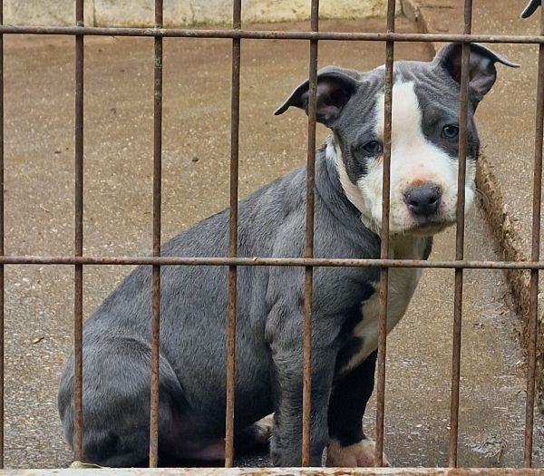 AMERICAN STAFFORDSHIRE TERRIER