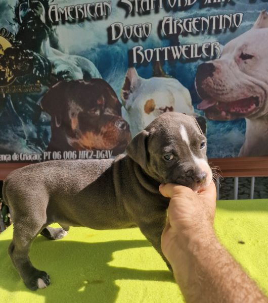 AMERICAN STAFFORDSHIRE TERRIER