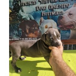 American Staffordshire Terrier AMERICAN STAFFORDSHIRE TERRIER Portalegre Nisa