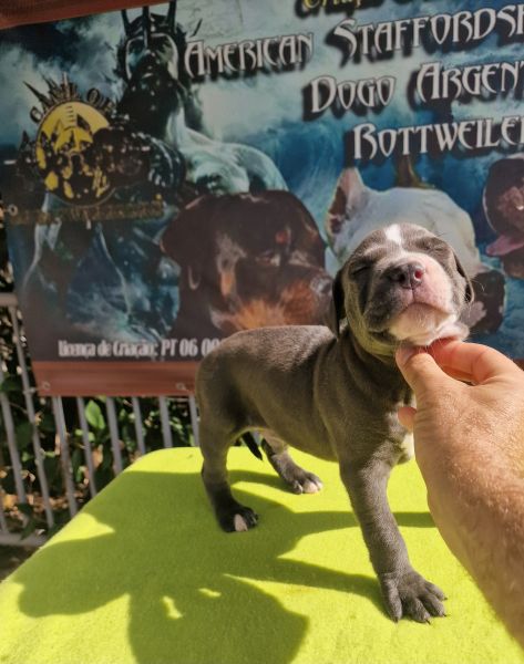 AMERICAN STAFFORDSHIRE TERRIER