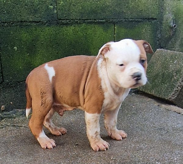 AMERICAN STAFFORDSHIRE TERRIER