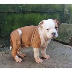 American Staffordshire Terrier AMERICAN STAFFORDSHIRE TERRIER