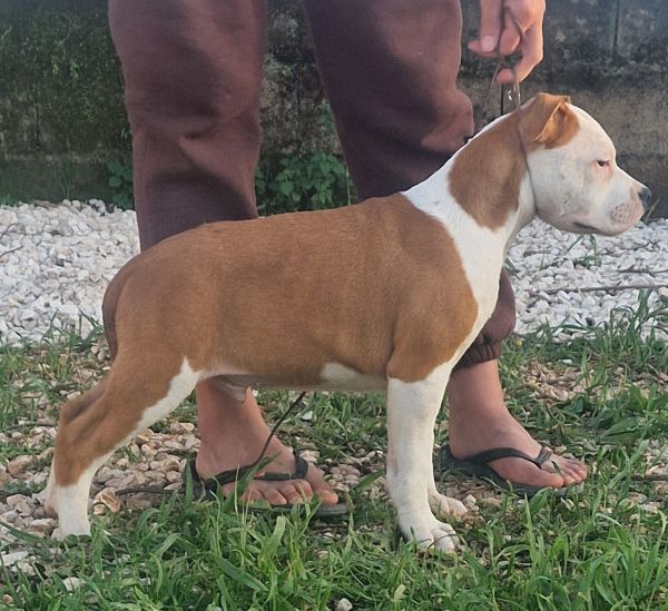 AMERICAN STAFFORDSHIRE TERRIER