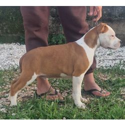 American Staffordshire Terrier AMERICAN STAFFORDSHIRE TERRIER